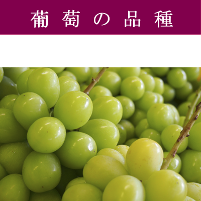 山梨葡萄の品種